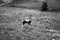 A Bontebok in black and white standing in the middle of the savana