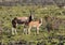 Bontebok with calf