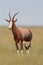 Bontebok (damaliscus dorcas)