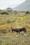 Bontebok (Damaliscus pygargus)