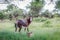 Bontebok Damaliscus pygargus and calf