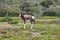 Bontebok in De hoop nature reserve