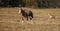 Bontebok Mother and Baby Calf Running