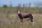 Bontebok mother and calf standing in fynbos habitat