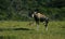 Bontebok with mountain red buck in background