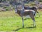 Bontebok Pair in Table Mountain National Park