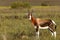 Bontebok in The Perfect Pose