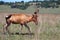 Bontebok strolling