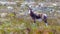 A Bontebok in Table Mountain National Park