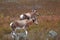 Bonteboks grazing near Cape Town