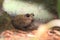 Bony-head toad