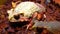 The bony-headed toad Bufo galeatus in terrarium