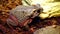 The bony-headed toad Bufo galeatus in terrarium