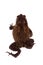 Bony-headed toad isolated on white