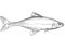 Bonytail chub or bonytail or Gila elegansFreshwater Fish Cartoon Drawing