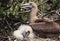 Booby bird with baby