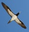 Booby Bird in Flight