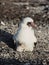 Booby bird with its baby