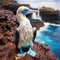 Booby on North Seymour Galapagos National Pa