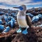 Booby on North Seymour Galapagos National Pa