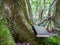 A book with a black leather cover next to a tree covered with green moss