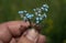 Book cover. Small blue flowers held in hand