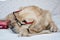 Book day, knowledge day, dog with book, wise dog with glasses and book, golden retriever with book and in glasses, dog friend man