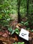 Book in tropical rainforest