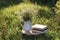 Books and jug with chamomiles on green grass outdoors