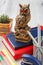 Books with statuette of owl on the top, metal stand with pencils