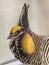 A booming Male Greater Prairie chicken in the spring