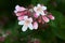 Booming ornamental plant Linnaea amabilis Kolkwitzia amabilis.