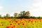 Booming poppies in a field on sunset