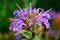 Booming Purple Lavender Horsemint Flower, Bee Balm, Oswego Tea, Bergamot, Monarda Plant