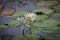 Booming white Lotus in the pond in daytime