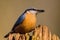 Boomklever; Eurasian Nuthatch; Sitta Europaea