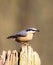 Boomklever; Eurasian Nuthatch; Sitta europaea