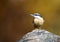 Boomklever; Eurasian Nuthatch; Sitta europaea