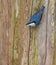 Boomklever, Eurasian Nuthatch, Sitta europaea