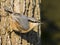 Boomklever, Eurasian Nuthatch, Sitta europaea