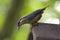 Boomklever; Eurasian Nuthatch; Sitta europaea