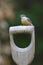 Boomklever, Eurasian Nuthatch, Sitta europaea