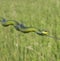 Boomslang (Dispholidus Typus)