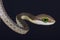 Boomslang / Dispholidus typus