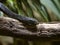 Boomslang, Dispholidus typus, normally green, has posterior venomous teeth