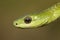 Boomslang snake