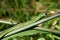 Boomslang Snake