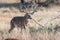 Boone and Crockett Whitetail Buck