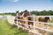 Boonville, MO - May 30, 2017: A group of mares and young Clydes