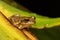 Boophis doulioti, frog from Tsingy de Bemaraha, Madagascar wildlife